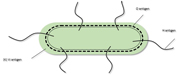 Diagram describing the antigenic structure of a Salmonella bacterial cell.
