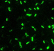 Direct Fluorescent Antibody Stain of Yersinia pestis 