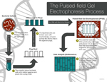 Detailed Pulsed-field Gel Electrophoresis process diagram.